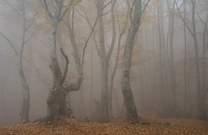 Туманный буковый лес